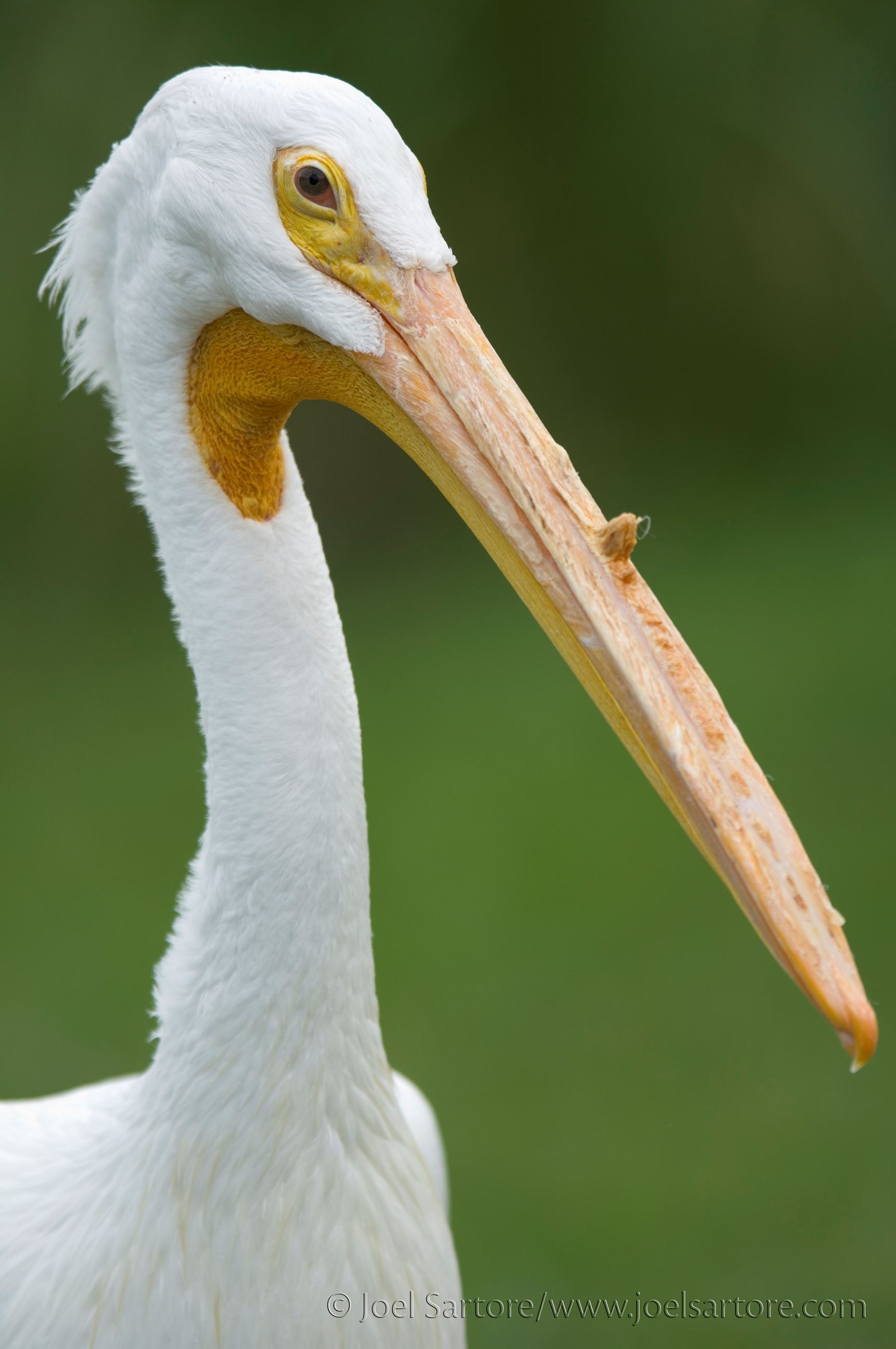 American White Pelican 1