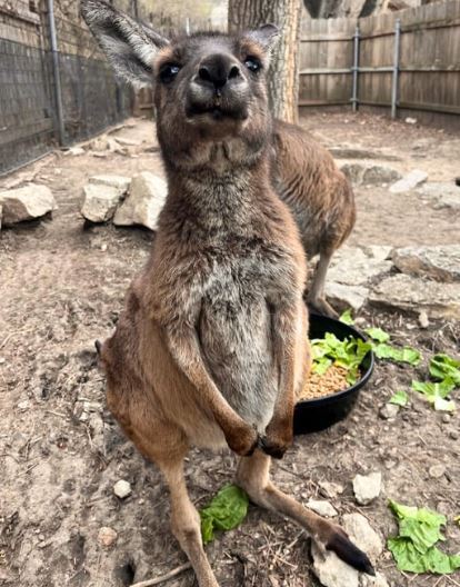 Western Grey Kangaroo