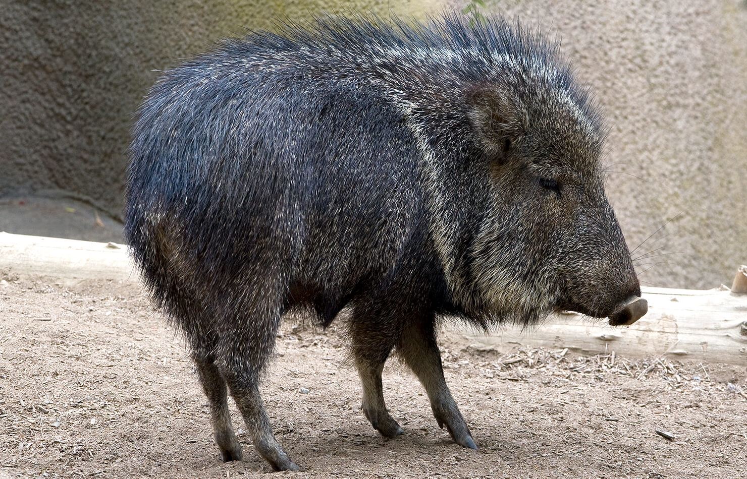 Peccary Image