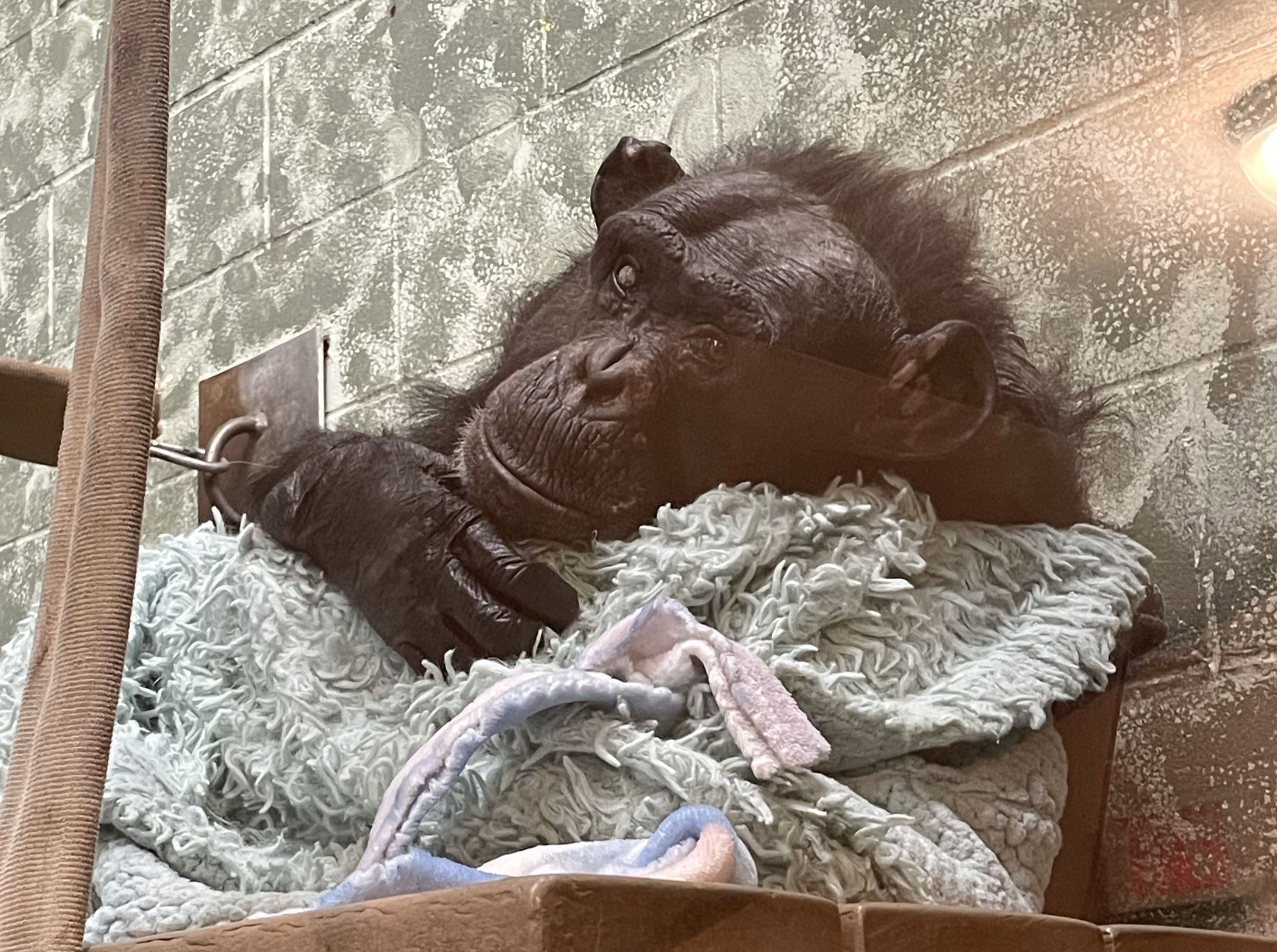 Chimpanzee in a tub with a blanket