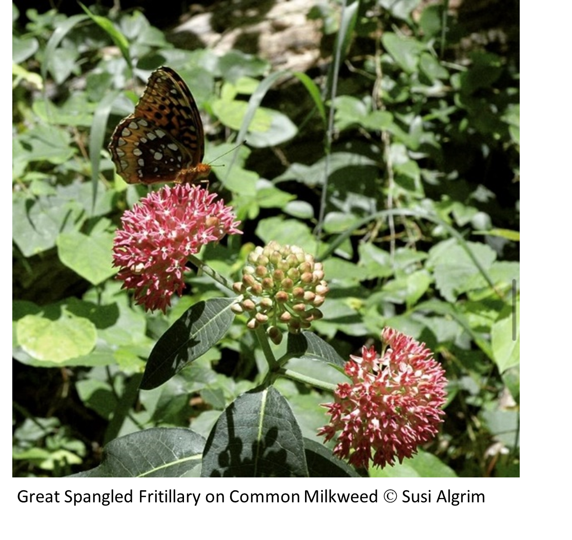 Great Spangled Fritillary on Common Milkweed