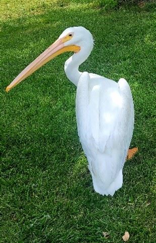 Pelican picture