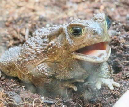 Woodhouse Toad image