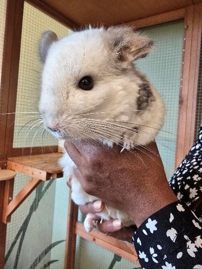 Chinchilla image