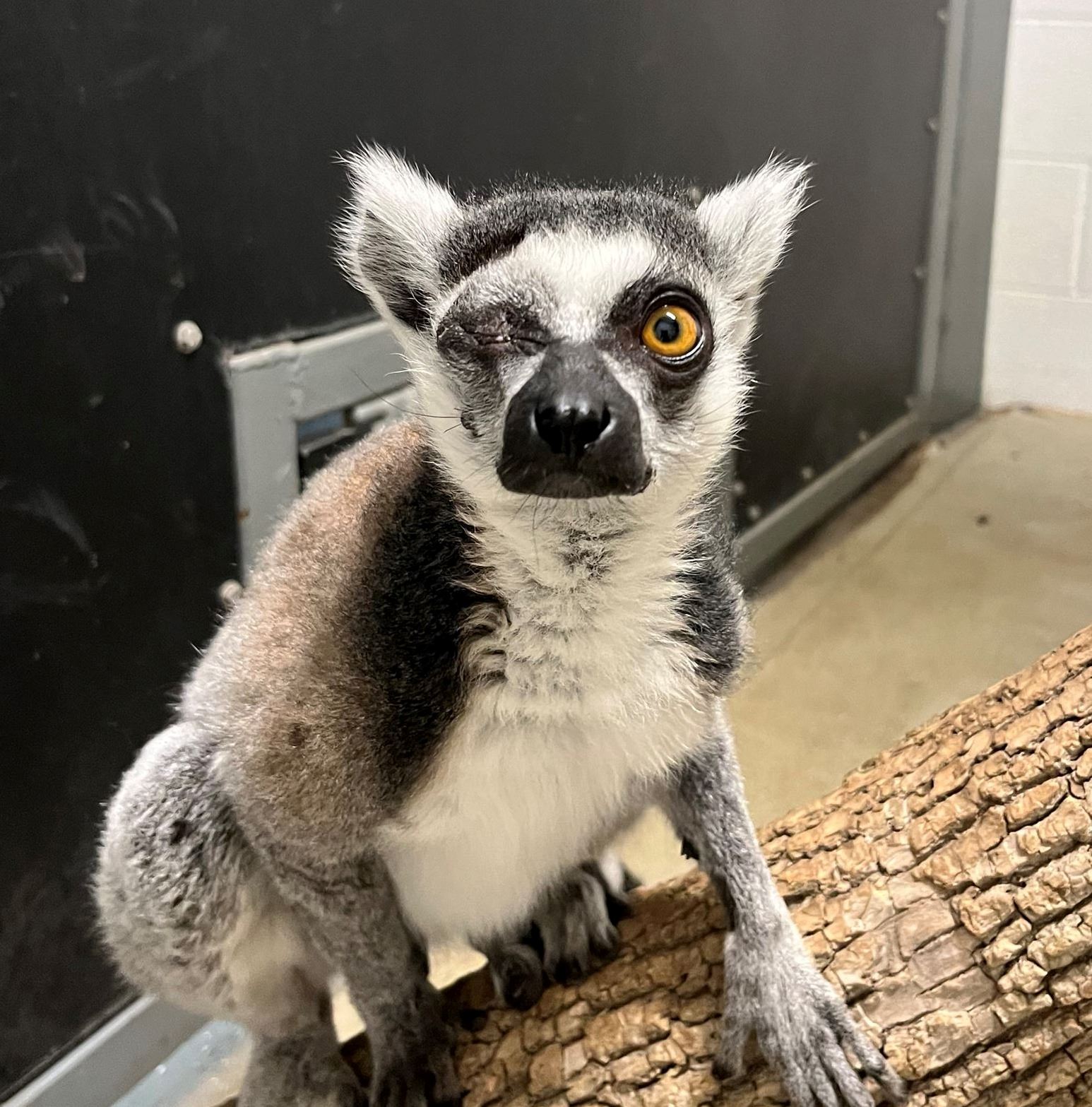 Lemur image